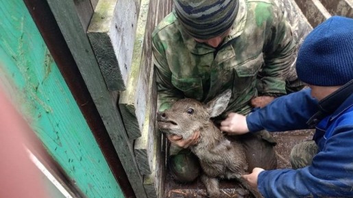 Специалисты Кадомской районной ветеринарной службы исследовали 380 взрослых оленей из фермерского хозяйства «Кадомская оленья ферма»