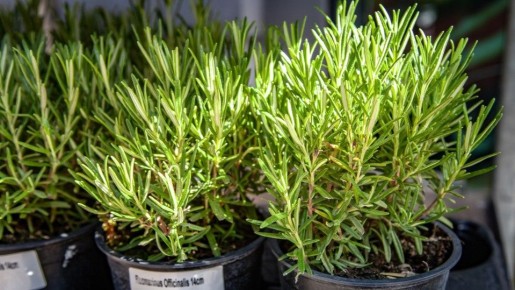 ��� ��������� �������� ����: ������� � ������� ���������