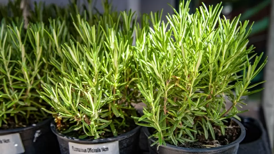 Как вырастить розмарин дома: секреты и скрытые трудности