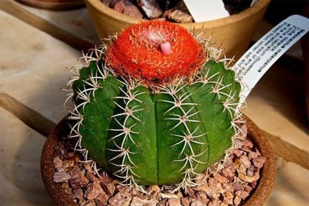 Мелокактус: яркость тропиков в вашем доме