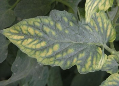 Как правильно поливать огурцы и помидоры в зависимости от климата