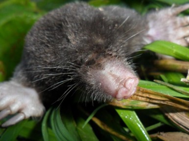 ����������� ������� ���������� �� ������: ���� �������� � ������������