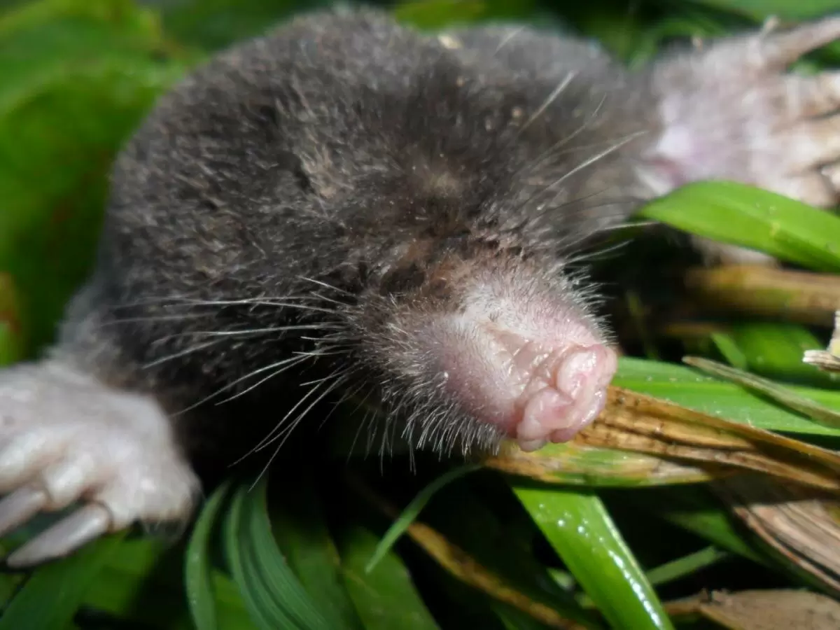 Эффективные способы избавления от кротов: ваши растения в безопасности