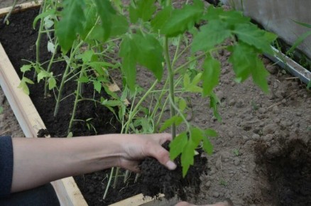 ��� ���������� ���������� �������: ������ ��� �����������