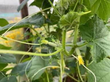 ��� ������ ��������� ������ �������: ������������ ������ ��� ��������