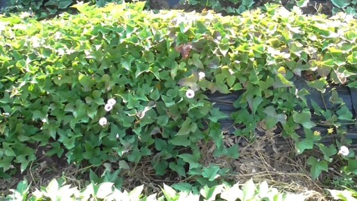 ��� ����� ����������� ������ ��������� ���������