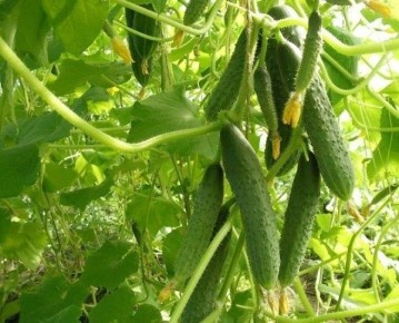 ������ ����� F1: ��� ��������� ����� ��� ����