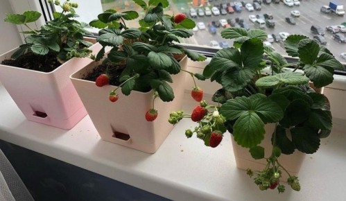 ��� ��������� ������� ��������� �� �����������: ������ � �������