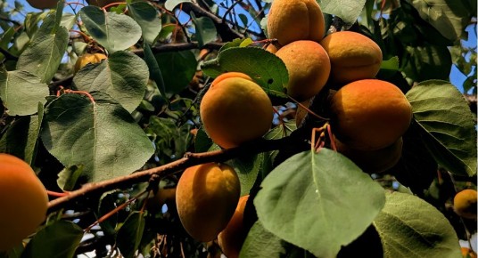 �������: �� ������� ���� �� ����������� ����������� �������