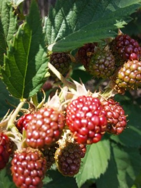 �������: �� ������ ������, �� � �������