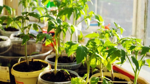 ������� ��������� ����������� ������� ��� ���������