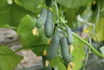 ������ �� ������ ����������: 7 ������ ������ ������� ��� �������� �����������