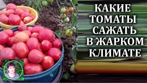 ����� ������� ��� ������� ���