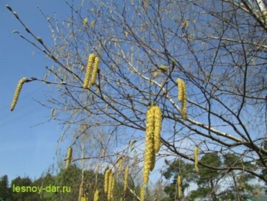 ����� ������ �������� ������: ������������ ����� � �������� ����