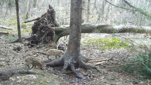 � ������ ����������� ���� �� �����, ������������� � ����, ����������� ��������� �������-���������, �������� � ������ ����������� � ����������