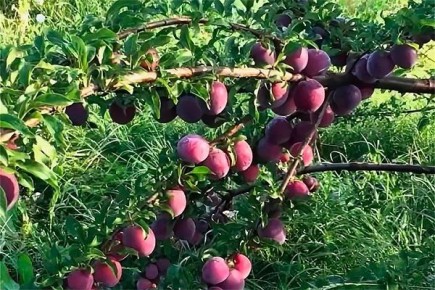 ����������� ����� � �������� �������� �������