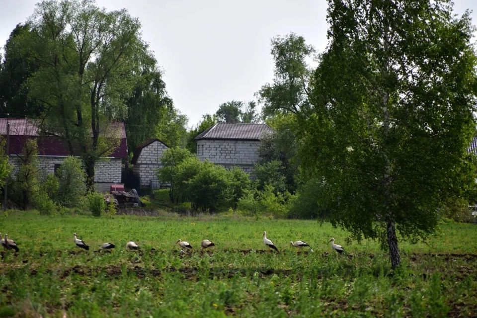 На поле в селе Щетиновка Михайловского округа аисты сопровождали трактор, который пахал землю На поле в селе Щетиновка Михайловского округа аисты сопровождали трактор, который пахал землю