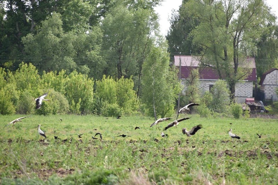 На поле в селе Щетиновка Михайловского округа аисты сопровождали трактор, который пахал землю