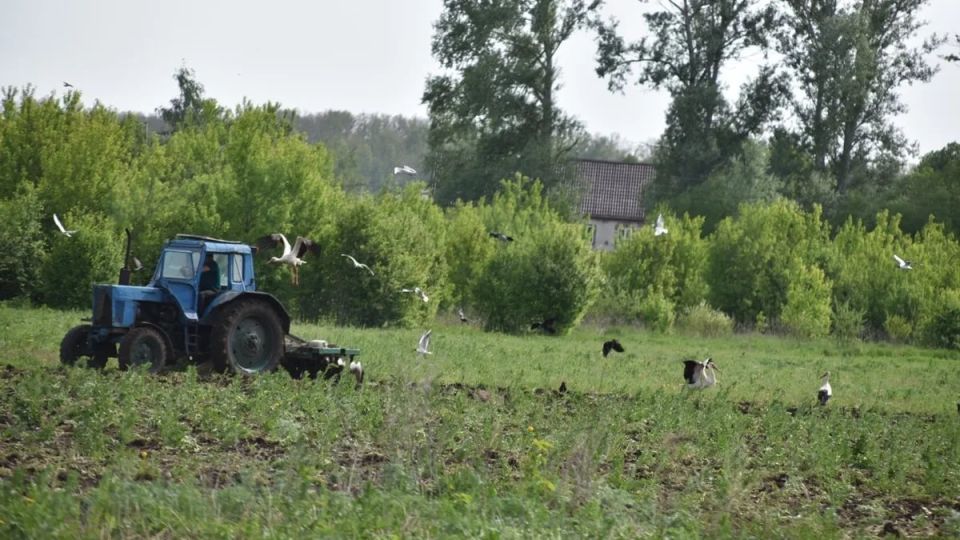 На поле в селе Щетиновка Михайловского округа аисты сопровождали трактор, который пахал землю На поле в селе Щетиновка Михайловского округа аисты сопровождали трактор, который пахал землю