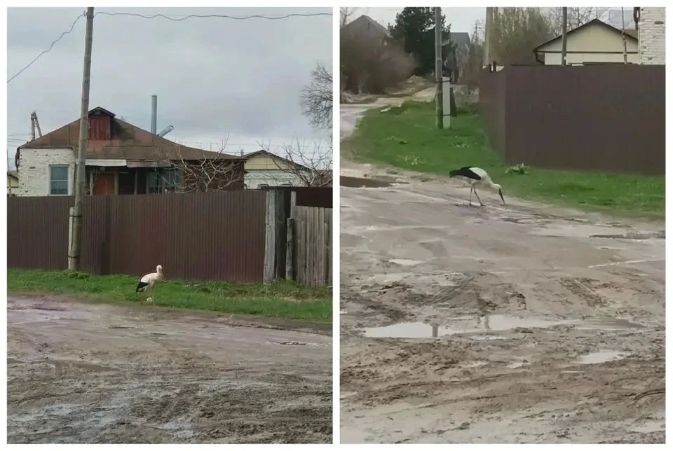 В рязанских селах на улицах заметили прогуливающихся аистов