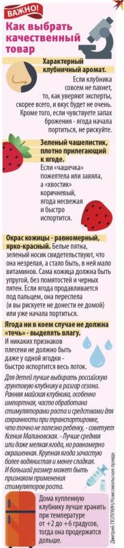 Нашего поля ягоды: производство отечественной клубники растет Нашего поля ягоды: производство отечественной клубники растет