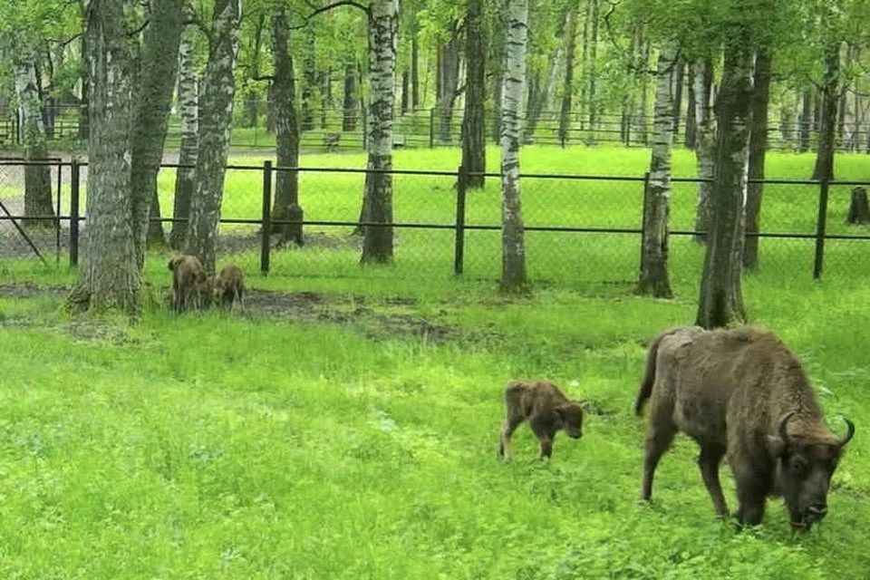В Окском заповеднике на свет появились четыре зубренка В Окском заповеднике на свет появились четыре зубренка