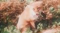 В Шацком округе с мая участились случаи нападения лис на домашнюю птицу