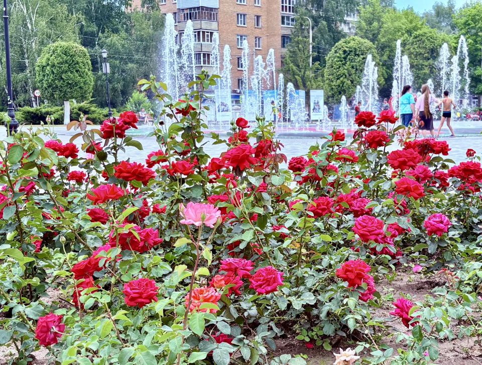 Продолжаем высаживать в городе цветы: клумб становится больше, ассортимент – шире Продолжаем высаживать в городе цветы: клумб становится больше, ассортимент – шире