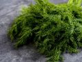 Вкусно и полезно: зимний мини-огород на подоконнике