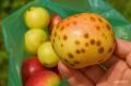 Горькая ямчатость: что скрывается за пятнами на яблоках?