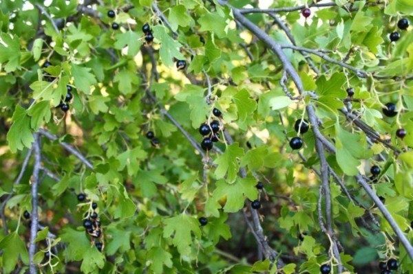 Секреты успешного сада: как выбрать идеальный сорт смородины