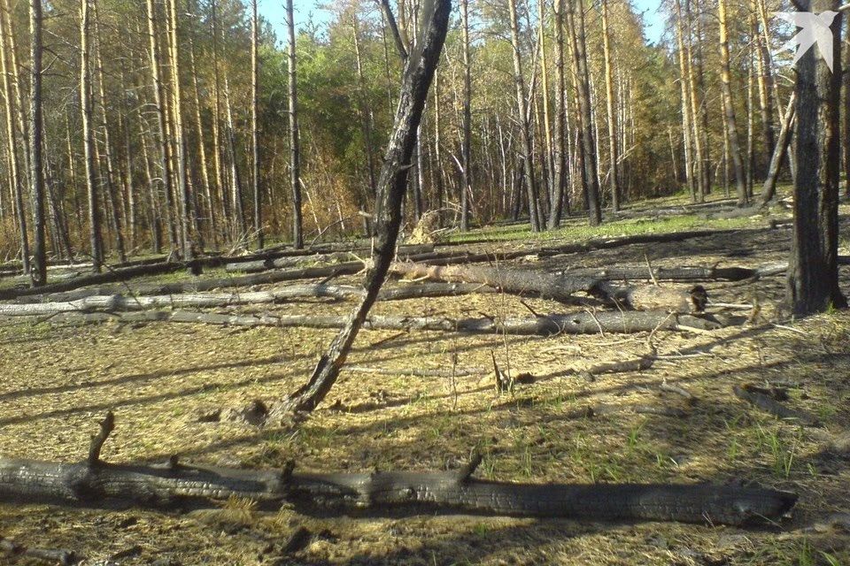 Площадь погибших лесов в Рязанской области выросла на 409 га за полгода