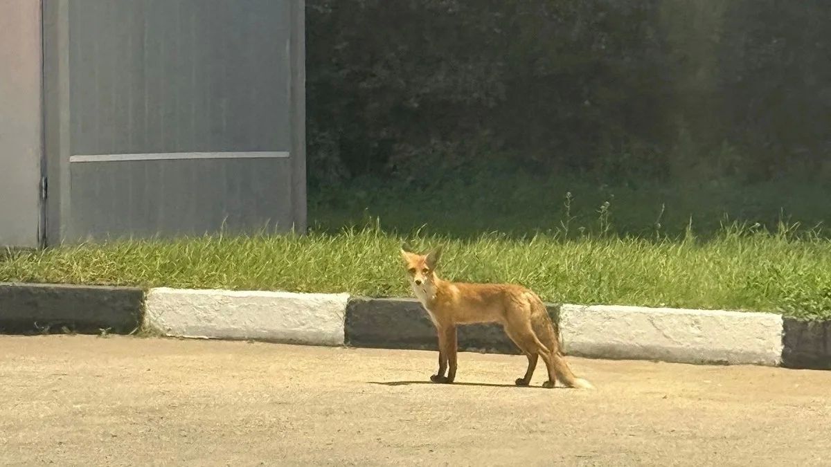 В Сапожке рядом с автозаправочной станцией жители периодически встречают лису