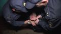 В Рязанском округе полицейские разыскали прятавшегося в шалаше злоумышленника, подозреваемого в грабеже и серии домовых краж