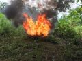 Полицейские выявили и уничтожили в Рязанской области заросли дикорастущей конопли на площади более 1000 квадратных метров
