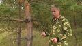 Нанопорошок железа помог рязанским ученым повысить приживаемость сосен