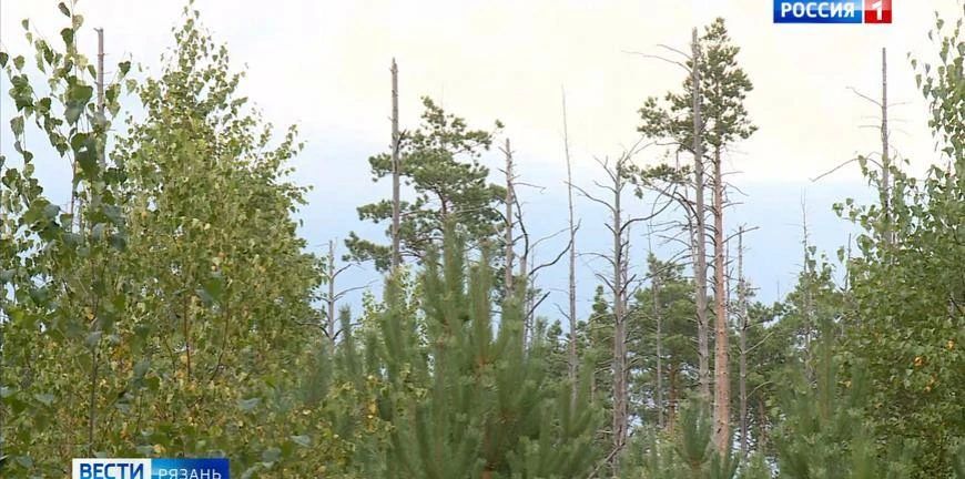 В Рязанской области высадили более 10 000 деревьев